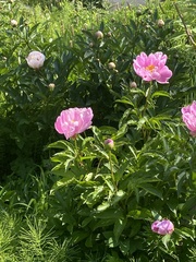 Paeonia