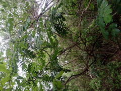 Comocladia macrophylla