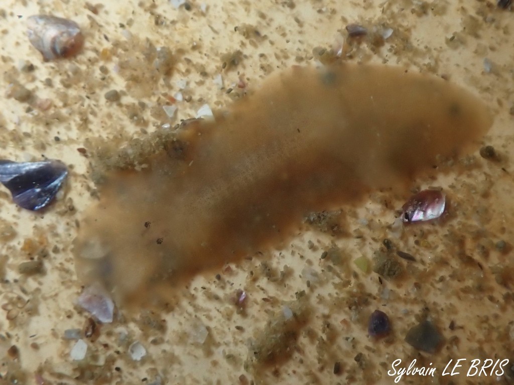 Leptoplana mediterranea