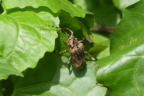 Moechotypa umbrosa