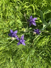 Aquilegia alpina