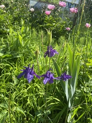 Aquilegia alpina