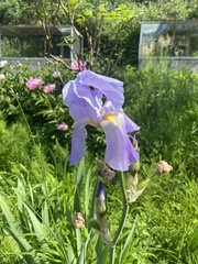 Iris