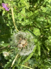 Taraxacum