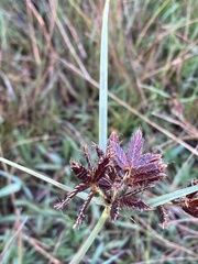 Cyperus nitidus