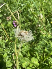 Taraxacum