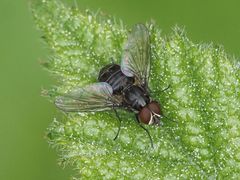 Haematobosca stimulans