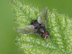 Haematobosca stimulans