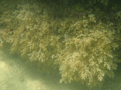 Amathia verticillata