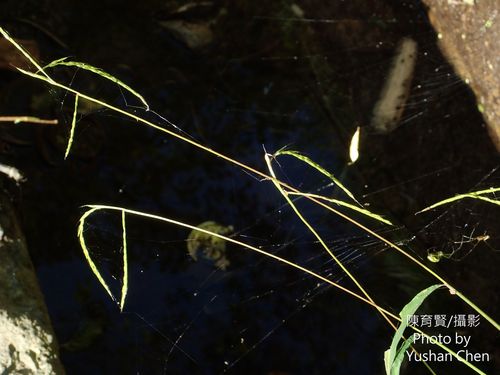 Leptatherum nudum iNat (1)