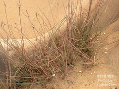 Fimbristylis sieboldii