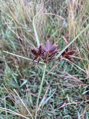 Cyperus nitidus