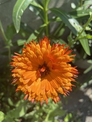 Asteraceae