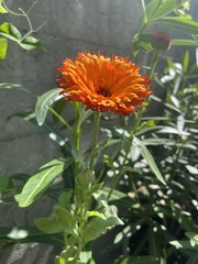 Asteraceae