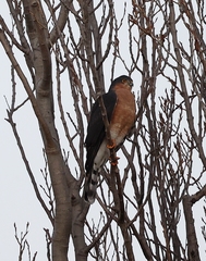 Accipiter rufiventris
