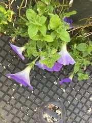Magnoliopsida