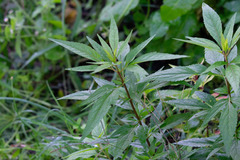 Eupatorium cannabinum