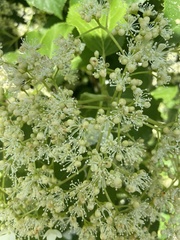 Magnoliopsida