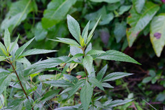 Eupatorium cannabinum