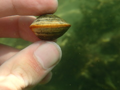 Laevicardium substriatum