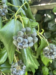 Hedera