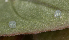 Euproserpinus phaeton