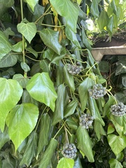 Hedera