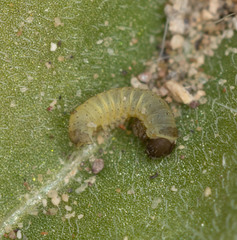 Euproserpinus phaeton