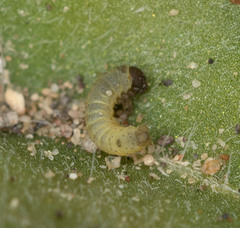 Euproserpinus phaeton