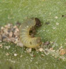 Euproserpinus phaeton