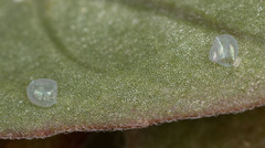 Euproserpinus phaeton