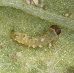 Euproserpinus phaeton