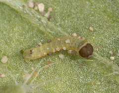 Euproserpinus phaeton