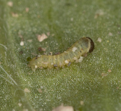 Euproserpinus phaeton