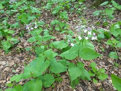 Lunaria rediviva