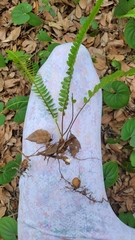 Nephrolepis cordifolia