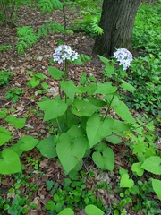 Lunaria rediviva