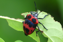 Poecilocoris nepalensis