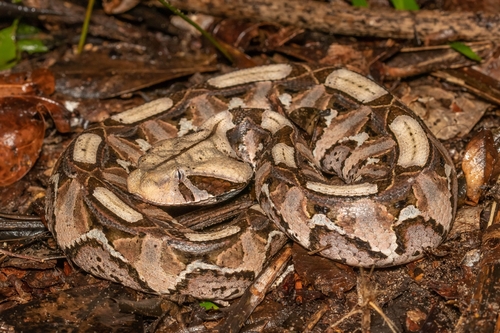 Gaboon Viper