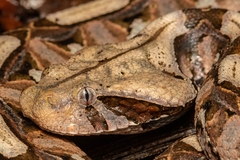 Bitis gabonica