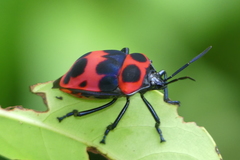 Poecilocoris nepalensis