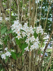 Kolkwitzia