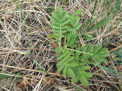Potentilla longifolia
