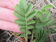 Potentilla longifolia
