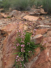 Stylidium elongatum
