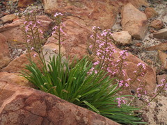 Stylidium elongatum