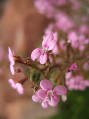 Stylidium elongatum