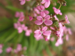Stylidium elongatum