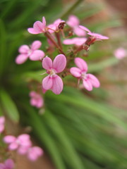 Stylidium elongatum