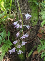 Dendrobium transparens